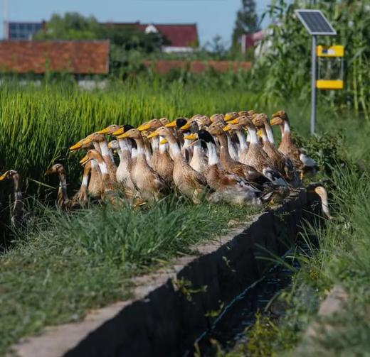 三年优质稻田鸭  生态散养 觅食虫草 新鲜现杀  肉质紧实鲜甜，无腥味 商品图0