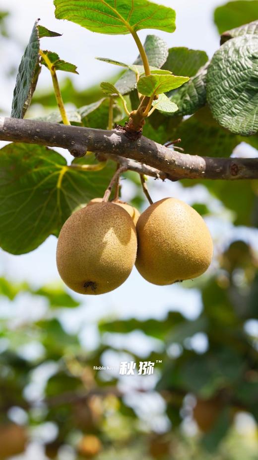 金蜜猕猴桃 商品图4