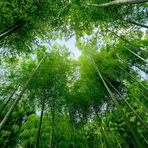 【春日促销】1晚/2晚/一价全包【安吉ClubMed Joyview度假村】竹林氧吧、治愈之旅、滑雪体验，江浙沪周边亲子家庭省心度假推荐~ 商品图9