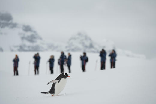 南极三岛：深度南极大陆、福克兰群岛与南乔治亚岛探险28天摄影团｜满足南极旅行梦想，探索神秘南极风光 商品图11