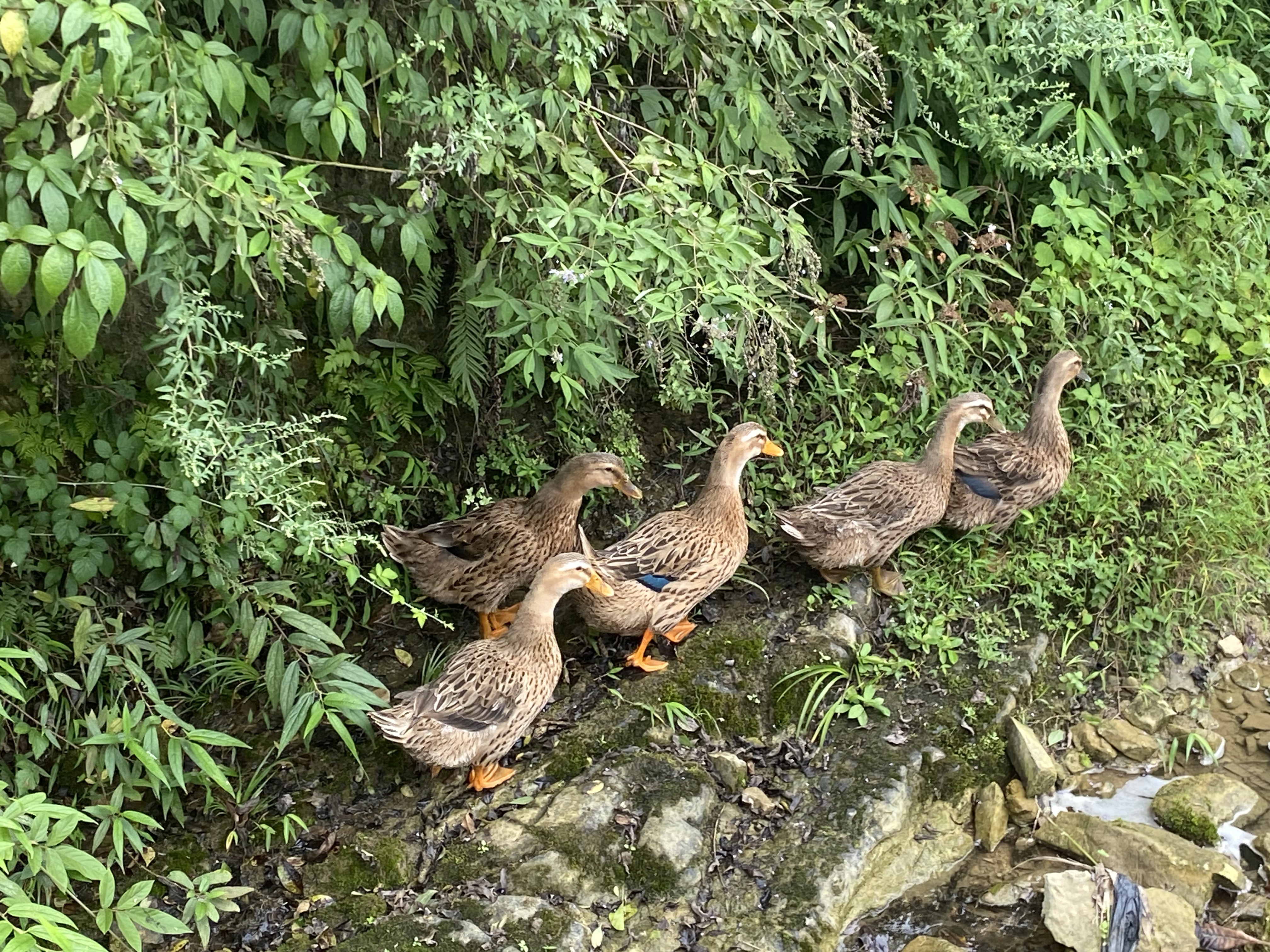 黔北水老鸭【冷链配送】