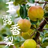【玉露香梨】中华大美梨，口口爆汁，如饮玉露!皮薄肉厚，梨汁爆多嫩到带皮啃，松脆清甜，老人小孩都能吃，冷藏后口感更像“冰爽梨汁”，健康年货就选这份“会呼吸的甜”！ 商品缩略图0