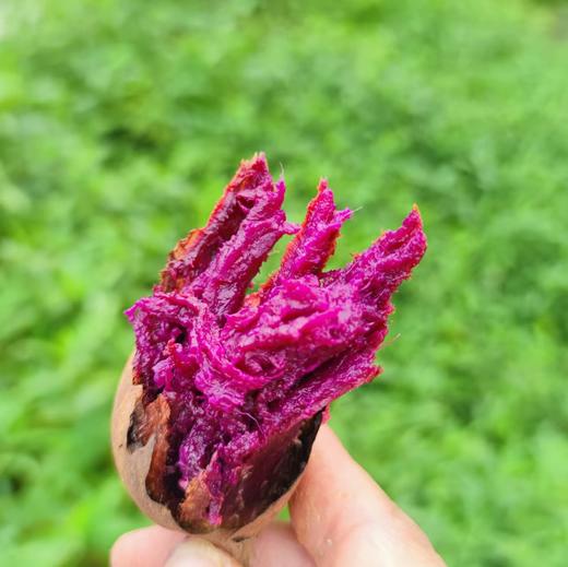 憨豆紫薯蜜薯  生态种植当季新鲜红薯蔬菜 商品图4
