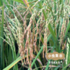 【2025年秋收新粮】生态香禾糯米 500g/袋 | 合作农友生产，来自贵州黎平洋洞村，生产者：杨邦荣 &【公平贸易农人定价】 商品缩略图6