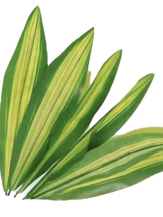 巴西叶丨叶材 商品图2