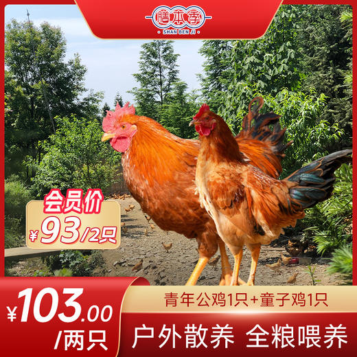 膳本季皖南山林散养【土鸡随心配套餐】 无抗养殖认证 SGS国际权威检测 非笼养示范基地 自然生长的慢速鸡 商品图0