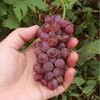 佳和美有机葡萄有机香印葡萄   有机种植新鲜采摘水果【京东快递】 商品缩略图2
