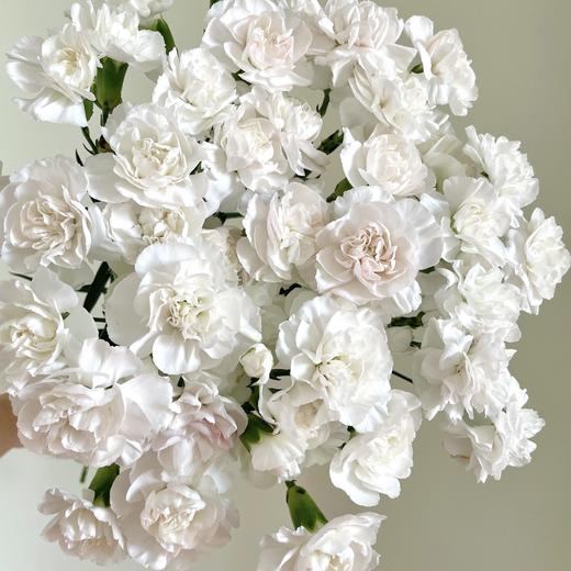 粉茉莉 多丁康乃馨丨18+2防损 商品图0