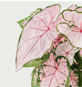 粉色飞溅丨叶材