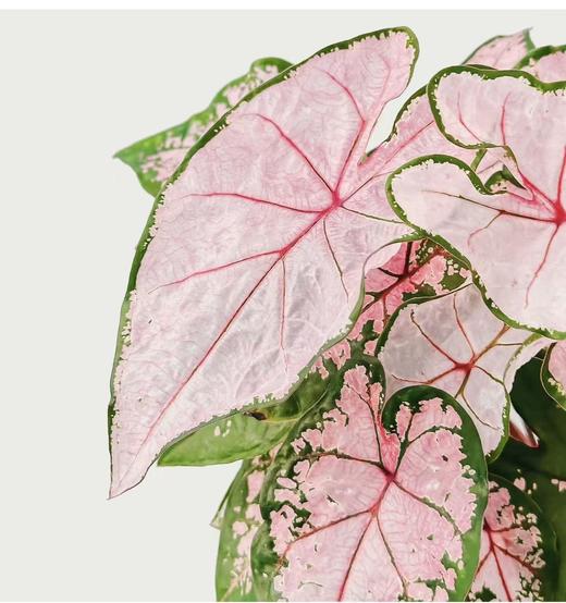 粉色飞溅丨叶材 商品图0