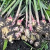 良道有机小黄姜  黑土地有机种植蔬菜3斤装【顺丰快递】 商品缩略图0