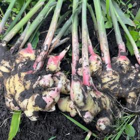 良道有机小黄姜  黑土地有机种植蔬菜3斤装【顺丰快递】