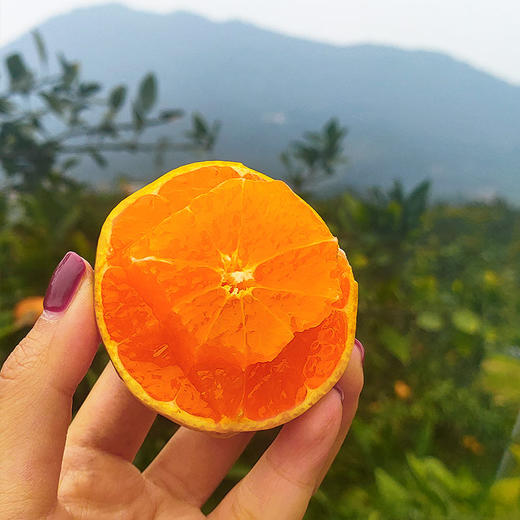 【顺丰快递】现摘洞口雪峰蜜桔 特早熟薄皮酸甜 无籽蜜桔 青皮橘子CHN 商品图2