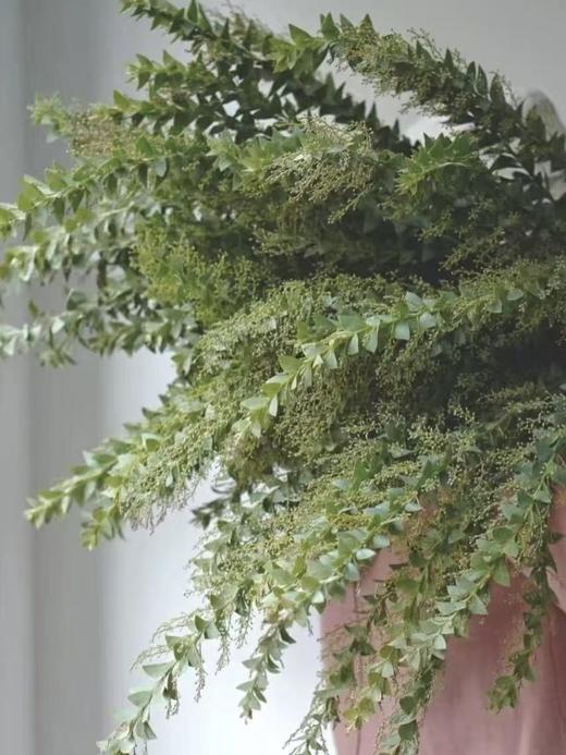 三角形尤加利叶丨叶材 商品图2