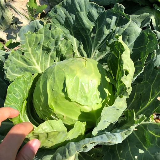 衡荣绿甘蓝 露天生态种植新鲜圆白菜蔬菜现摘现发4.5斤装【京东快递】 商品图0