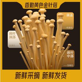 香勤有机黄色金针菇 有机种植  200g/盒【顺丰快递】