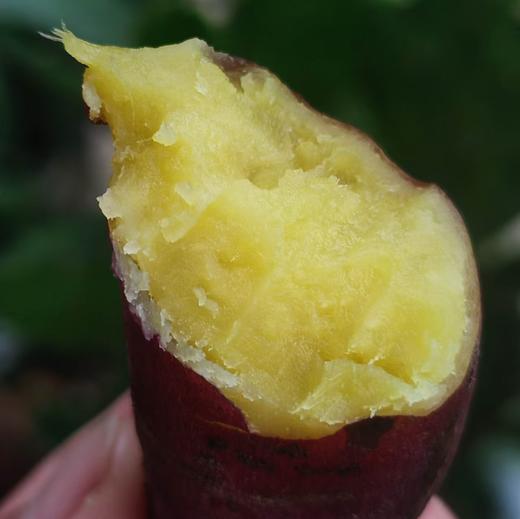 憨豆紫薯蜜薯  生态种植当季新鲜红薯蔬菜 商品图10