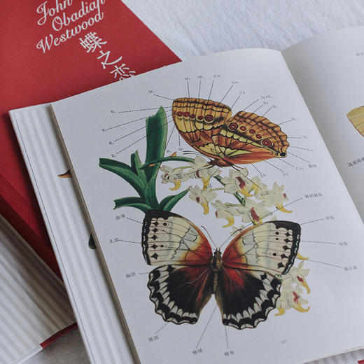 【复古艺术馆14】蝶之恋：博物画中的蝴蝶 商品图2