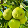 【云南蜂糖梨】顺丰到家 翠绿诱人 果香浓郁 清甜爽口 汁水四溢 4种规格任选 商品缩略图6