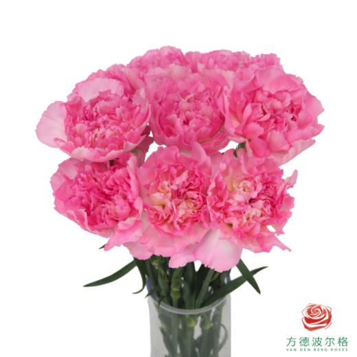 单头康乃馨-奥拉元宝 10枝1扎 商品图1