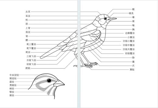 北京地区常见鸟类便携手册 商品图4