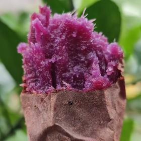 憨豆紫薯蜜薯  生态种植当季新鲜红薯蔬菜