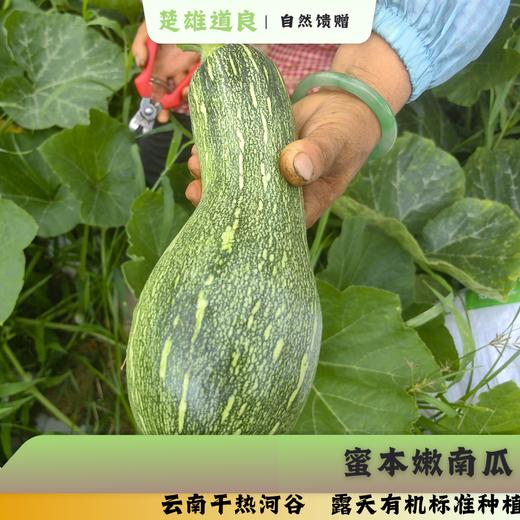 绿康源老品种四季豆  露天有机生态种植新鲜采摘时令蔬菜【顺丰快递】 商品图2
