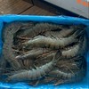 黑虎虾 商品缩略图2