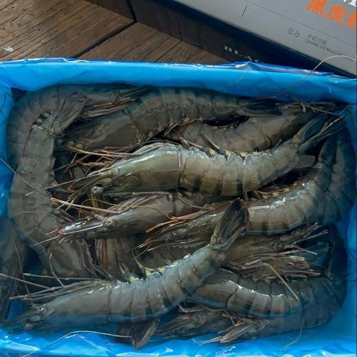 黑虎虾 商品图2