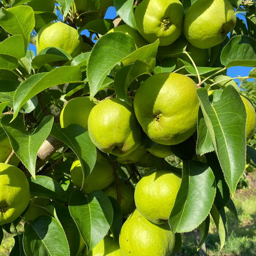 【云南蜂糖梨】顺丰到家 翠绿诱人 果香浓郁 清甜爽口 汁水四溢 4种规格任选 商品图9
