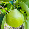 【云南蜂糖梨】顺丰到家 翠绿诱人 果香浓郁 清甜爽口 汁水四溢 4种规格任选 商品缩略图10
