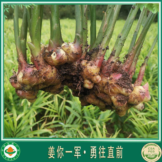 云南梓盟有机云小姜小黄姜  有机种植生态六不用种植新鲜蔬菜【顺丰/京东快递】 商品图4