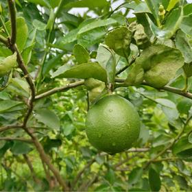 阿戴无籽青柠檬  生态种植当季新鲜水果
