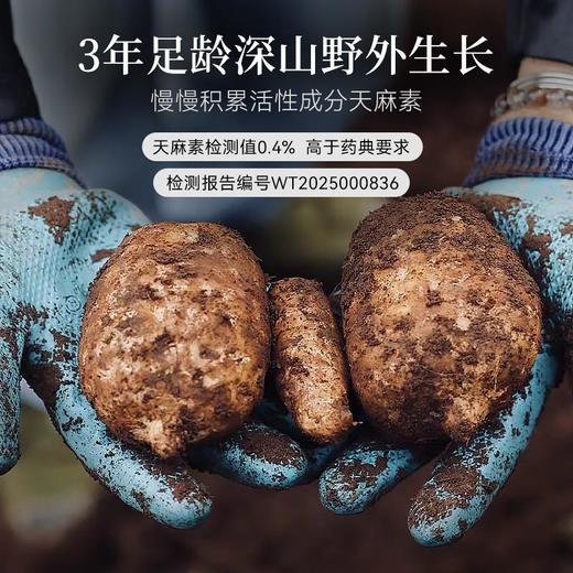 新鲜天麻云南昭通非干货深山野外生长可泡酒煲汤送礼顺丰包邮 商品图3