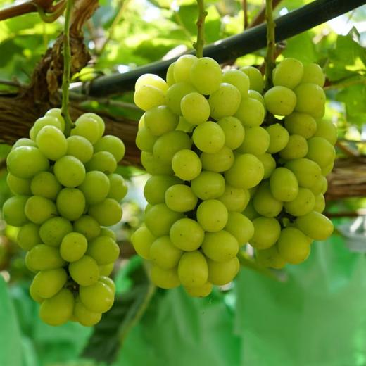 汝蓝有机阳光玫瑰葡萄 有机种植新鲜采摘水果2斤装/3斤装【京东快递】 商品图1