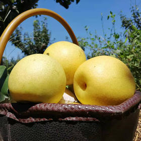 赵县黄冠梨  8年自然农耕种植水果5斤装【顺丰快递】