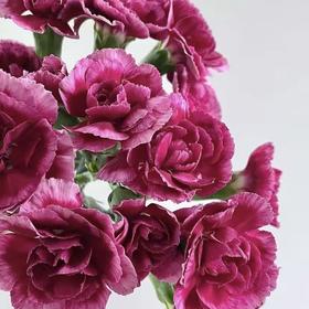 皇太子 多丁康乃馨丨18+2防损