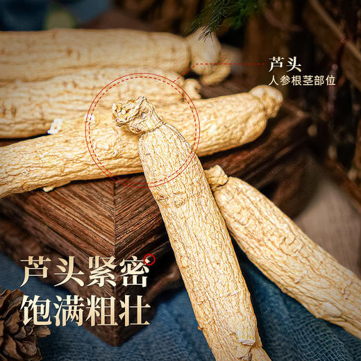 热售【人参光支】长白山人参光支40g礼盒装 商品图4