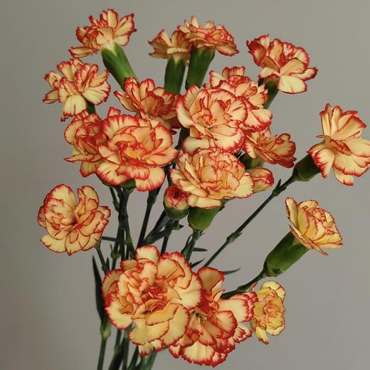 卡林波 多丁康乃馨丨18+2防损 商品图0