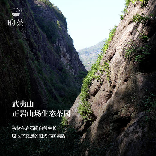 【昀茶·岩茶系列】月下大红袍·繁花香  干茶条索紧结细长  香气层出不穷 入口顺滑 甘甜明显 汤色清澈透亮 8.3g*12泡（礼盒装）/120g（收藏罐装） 商品图6