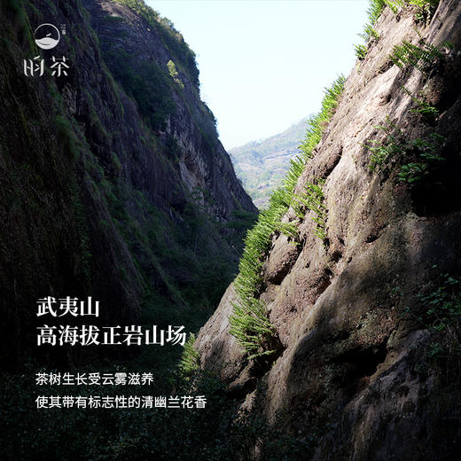 【昀茶·岩茶系列】水仙幽兰·月中香 条索肥壮紧结 茶汤稠厚如米汤感 清幽持久的兰花香  8.3g*12泡（礼盒装）/120g（收藏罐装） 商品图6