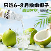 酷可椰 鲜椰水 甄选泰国香水椰 富含电解质300ml/瓶 商品缩略图1