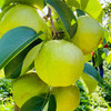 【云南蜂糖梨】顺丰到家 翠绿诱人 果香浓郁 清甜爽口 汁水四溢 4种规格任选 商品缩略图7