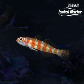 琉璃虾虎