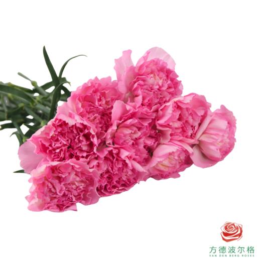 单头康乃馨-奥拉元宝 10枝1扎 商品图2