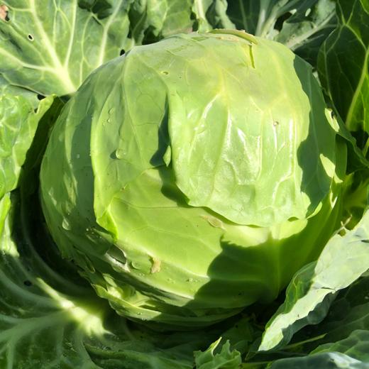 衡荣绿甘蓝 露天生态种植新鲜圆白菜蔬菜现摘现发4.5斤装【京东快递】 商品图1