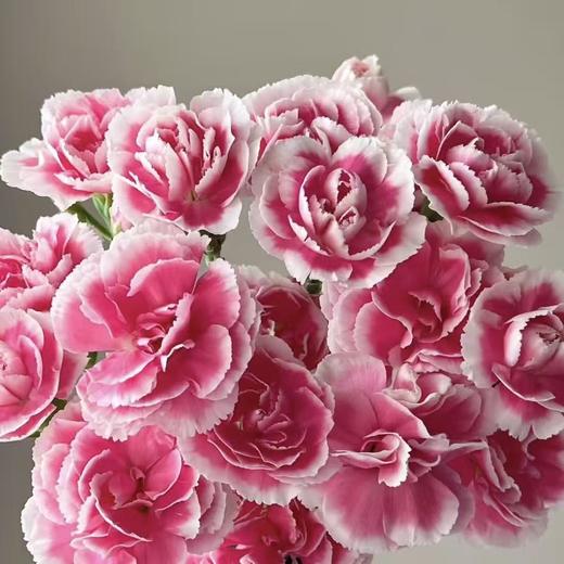 樱桃太子 多丁康乃馨丨18+2防损 商品图2