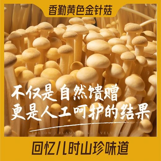 香勤有机黄色金针菇 有机种植  200g/盒【顺丰快递】 商品图2