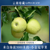 【云巅秘藏 小金苹冠苹果】一颗海拔3000米连皮都好吃的藏地苹果，来自青藏高原东部的小金县 在这收获的季节和你不期而遇！ 商品缩略图0
