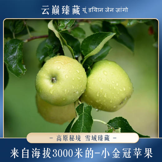 【云巅秘藏 小金苹冠苹果】一颗海拔3000米连皮都好吃的藏地苹果，来自青藏高原东部的小金县 在这收获的季节和你不期而遇！ 商品图0